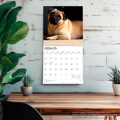 2026 BrownTrout Pugs 12" x 12" Monthly Wall Calendar (9798330705238)