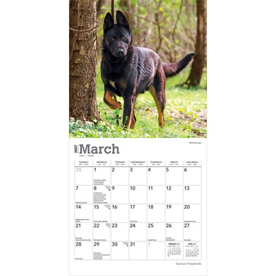 2027 BrownTrout German Shepherds 7" x 7" Monthly Wall Calendar, Assorted Colors (9798330710003)