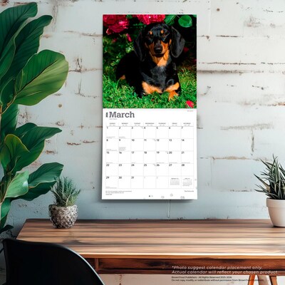 2026 BrownTrout Dachshunds 12" x 12" Monthly Wall Calendar (9798330703128)