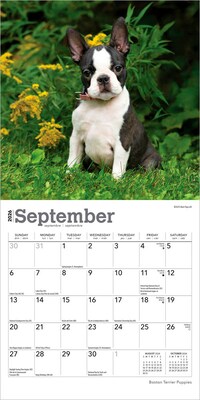 2026 BrownTrout Boston Terrier Puppies 7" x 7" Monthly Wall Calendar (9798330702589)