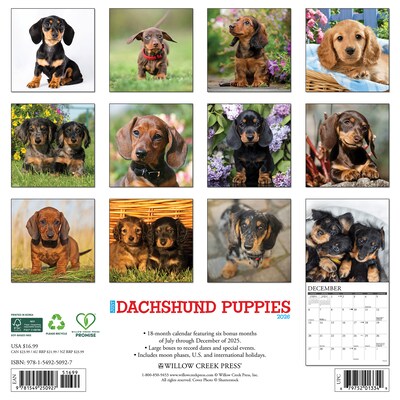 2026 Willow Creek Dachshund Puppies 12 x 12 Monthly Wall Calendar (50927)