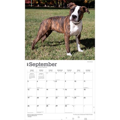 2027 BrownTrout For the Love of American Pit Bull Terriers 14" x 12" Monthly Wall Calendar, Assorted Colors (9798330714759)