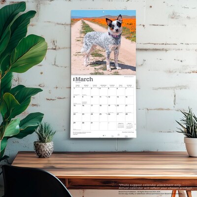 2026 BrownTrout Australian Cattle Dogs 12" x 12" Monthly Wall Calendar (9798330702190)