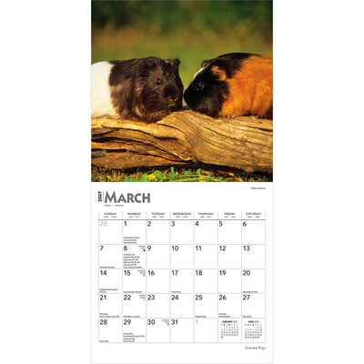 2027 BrownTrout Guinea Pigs 7" x 7" Monthly Wall Calendar, Assorted Colors (9798330709793)