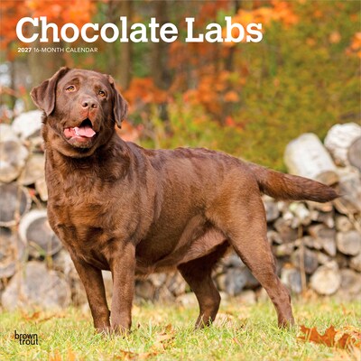 2027 BrownTrout Chocolate Labrador Retrievers 12 x 12 Monthly Wall Calendar (9798330712564)