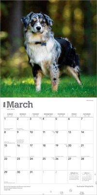 2026 BrownTrout Australian Shepherds 12" x 12" Monthly Wall Calendar (9798330702220)