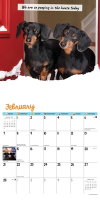 2027 Willow Creek Crusoe the Celebrity Dachshund 12" x 12" Monthly Wall Calendar, Assorted Colors (59920)
