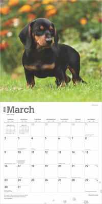 2025 BrownTrout Dachshunds 12" x 12" Monthly  Wall Calendar (9781975476915)