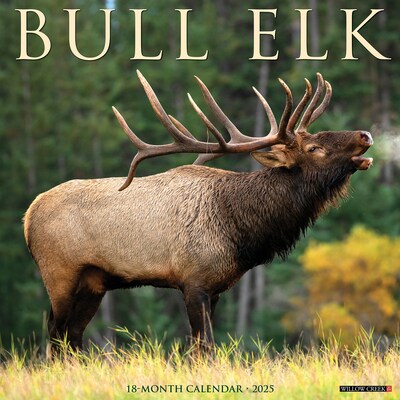 2025 Willow Creek Bull Elk 12 x 12 Monthly Wall Calendar, Multicolor (42007)