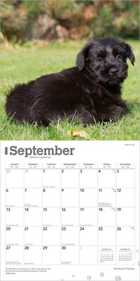 2026 BrownTrout Schnauzer Puppies 12" x 12" Monthly Wall Calendar (9798330705443)