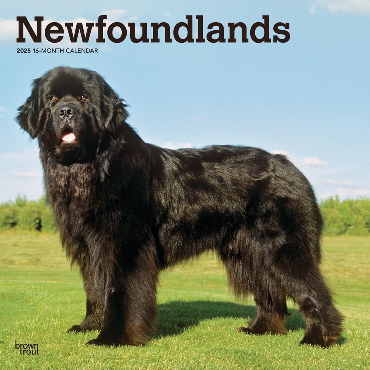 2025 BrownTrout Newfoundlands 12 x 12 Monthly Wall Calendar (9781975477479)