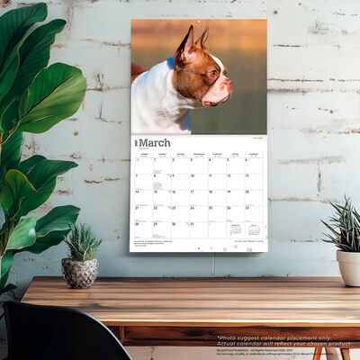 2027 BrownTrout For the Love of Boston Terriers 14" x 12" Monthly Wall Calendar, Assorted Colors (9798330714667)
