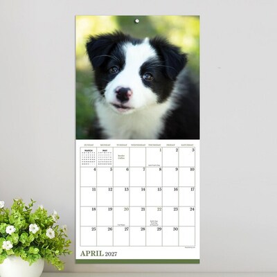 2027 TF Publishing Puppies 7" x 7" Monthly Wall Calendar, Multicolored (27-2007)