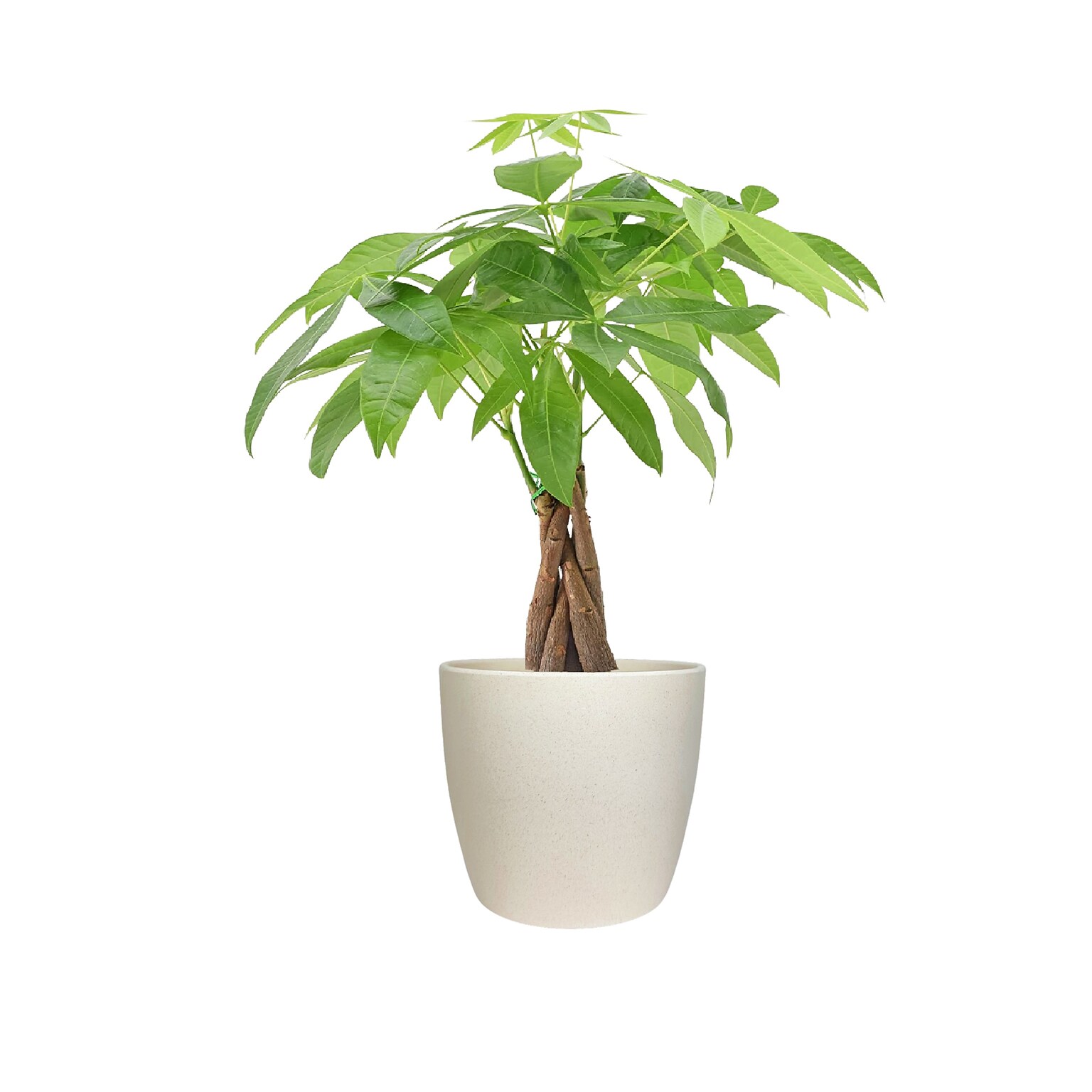 Desk Plants Money Tree in a Cream Large Harlow pot (MTLHC)