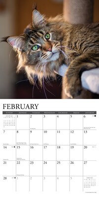 2027 Willow Creek Maine Coon Cats 12" x 12" Monthly Wall Calendar, Assorted Colors (61121)