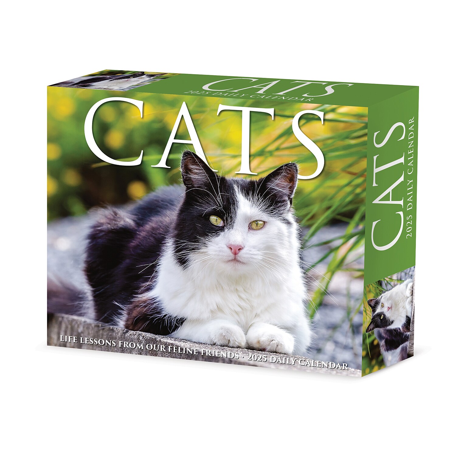 2025 Willow Creek Cats 6 x 5.5 Day-to-Day Calendar, Multicolor (40720)