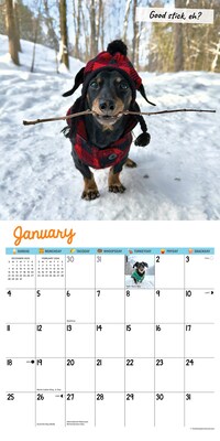 2026 Willow Creek Crusoe the Celebrity Dachshund 12" x 12" Monthly Wall Calendar (50910)