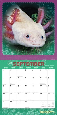 2026 BrownTrout Adorable Axolotl 12" x 12" Monthly Wall Calendar (9798330708079)