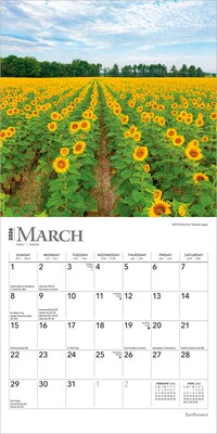 2026 BrownTrout Sunflowers 7" x 7" Monthly Wall Calendar (9798330705689)