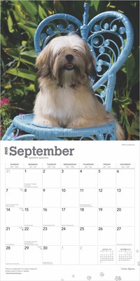 2025 BrownTrout Lhasa Apsos 12" x 12" Monthly  Wall Calendar (9781975478315)