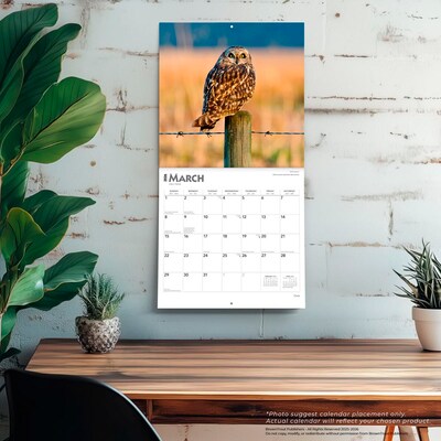 2026 BrownTrout Owls 12" x 12" Monthly Wall Calendar (9798330705054)