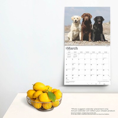 2025 BrownTrout For the Love of Labrador Retrievers 14" x 24" Monthly Deluxe Wall Calendar, (9781975473068)