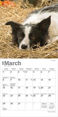 2026 BrownTrout Border Collies 7" x 7" Monthly Wall Calendar (9798330702558)