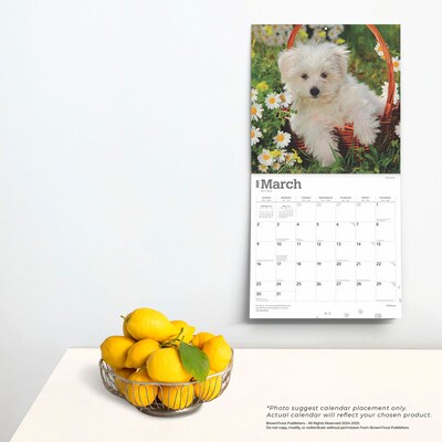 2025 BrownTrout Maltese 12" x 12" Monthly Square Wall Calendar (9781975477400)