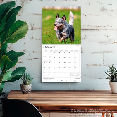 2026 BrownTrout Blue Heelers 12" x 12" Monthly Wall Calendar (9798330702527)