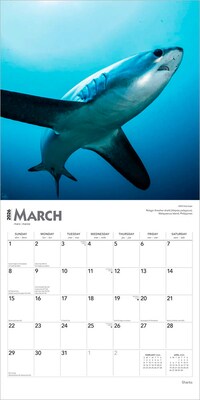 2026 BrownTrout Sharks 12" x 12" Monthly Wall Calendar (9798330705504)