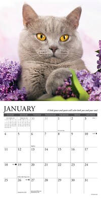 2026 Willow Creek What Cats Teach Us 7" x 7" Monthly Wall Calendar (53829X)