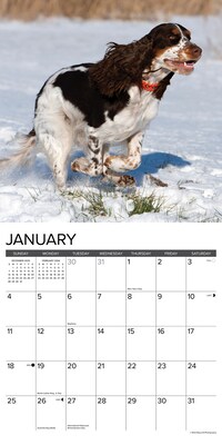 2026 Willow Creek English Springer Spaniels 12" x 12" Monthly Wall Calendar (51047)