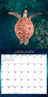 2026 Willow Creek Sea Turtles 12" x 12" Monthly Wall Calendar (55540)