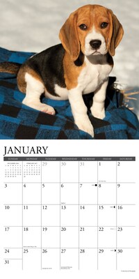 2027 Willow Creek Beagle Puppies 12" x 12" Monthly Wall Calendar, Assorted Colors (59081)