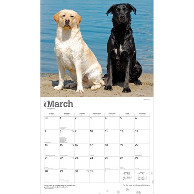 2027 BrownTrout For the Love of Labrador Retrievers 14" x 12" Monthly Wall Calendar, Assorted Colors (9798330714681)