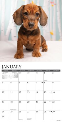 2027 Willow Creek Dachshund Puppies  12" x 12" Monthly Wall Calendar (59944)