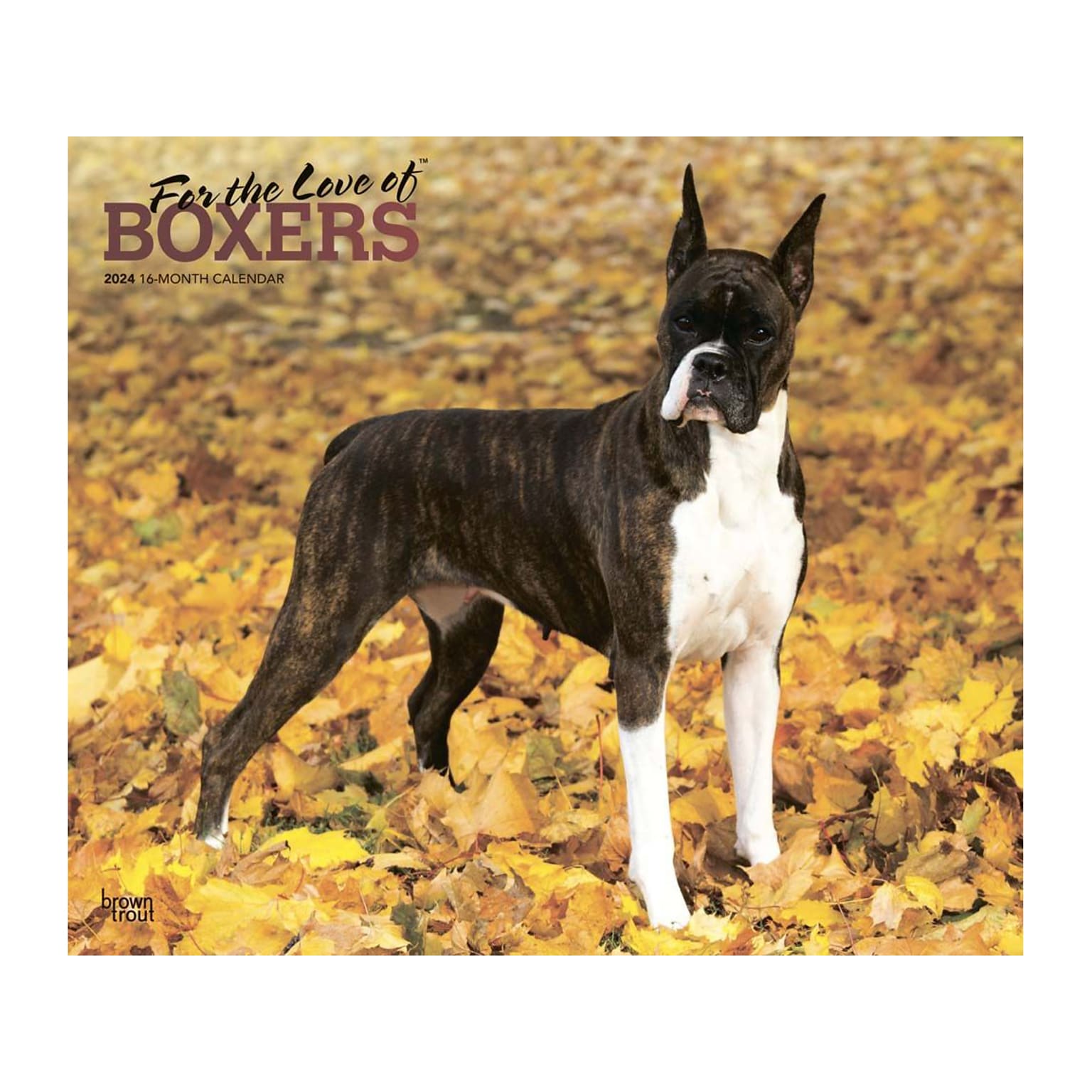 2024 BrownTrout For the Love of Boxers 14 x 12 Monthly Wall Calendar (9781975468552)