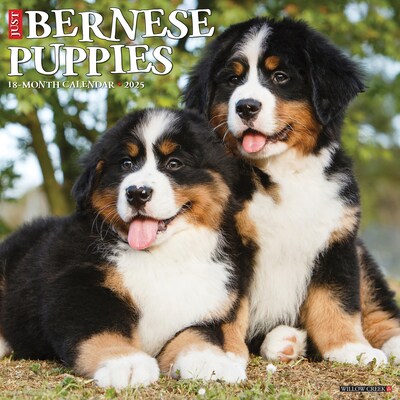 2025 Willow Creek Just Bernese Mountain Puppies 12 x 12 Monthly Wall Calendar (41703)