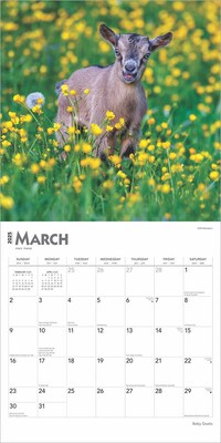 2025 BrownTrout Baby Goats 12" x 12" Monthly Wall Calendar (9781975476571)