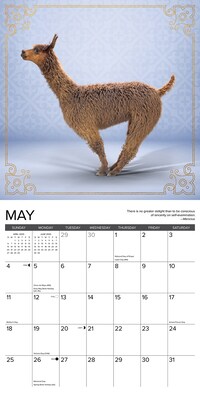 2025 Willow Creek Llama Yoga 12" x 12" Monthly Wall Calendar (43783)
