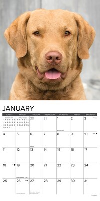 2026 Willow Creek Chesapeake Bay Retrievers 12" x 12" Monthly Wall Calendar (50668)