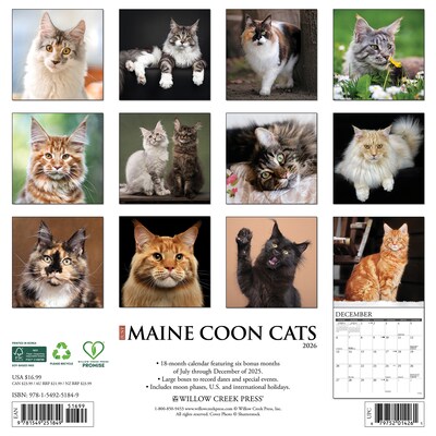 2026 Willow Creek Maine Coon Cats 12 x 12 Monthly Wall Calendar (51849)