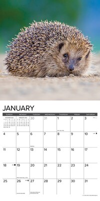 2026 Willow Creek Hedgehogs 12" x 12" Monthly Wall Calendar (51467)
