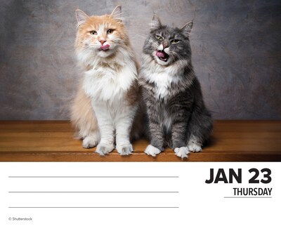 2025 Willow Creek Cats 6" x 5.5" Day-to-Day Calendar, Multicolor (40720)