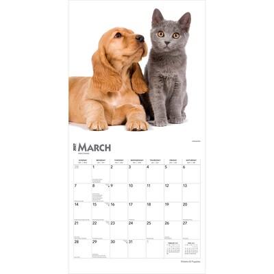 2027 BrownTrout Kittens & Puppies 12" x 12" Monthly Wall Calendar (9798330711796)