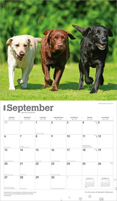 2026 BrownTrout For the Love of Labrador Retrievers 14" x 12" Monthly Wall Calendar (9798330707164)