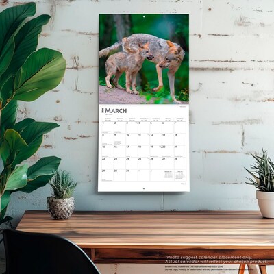 2026 BrownTrout Wolves 12" x 12" Monthly Wall Calendar (9798330706402)