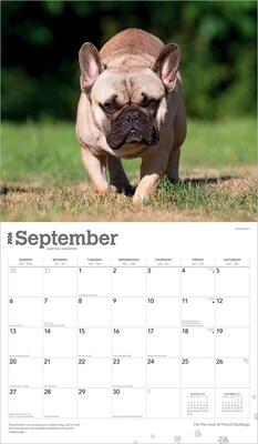 2026 BrownTrout For the Love of French Bulldogs 14" x 12" Monthly Wall Calendar (9798330707201)