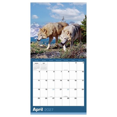 2027 TF Publishing Wolves 12" x 12" Monthly Wall Calendar, Multicolored (27-1035)