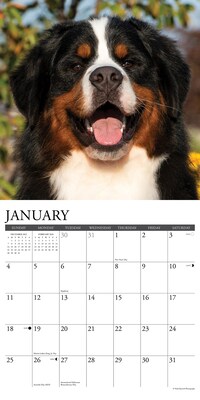 2026 Willow Creek Bernese Mountain Dogs 12" x 12" Monthly Wall Calendar (50187)